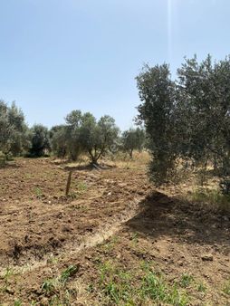 İzmir Torbalı Gold Emlaktan Satılık Zeytin Bahçesi