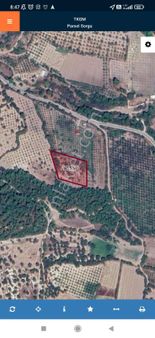 Manisa Sehzadeler Sarıalan Köyünde Sarılık Tarla