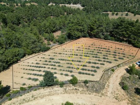Afyon Dazkırında Üzerinde Ki Ürün Fiyatına Satılık Tarla