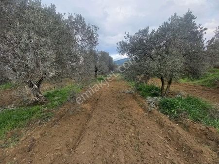 Nazilli Kırcaklı Da 4880 Metrekare Zeytınlik