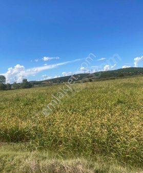 Çanakkale Biga Bekirli Köyün'de Fırsat Satılık Tarla