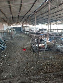 Sultanhisar Atçada 30500 Metrekare Arazi