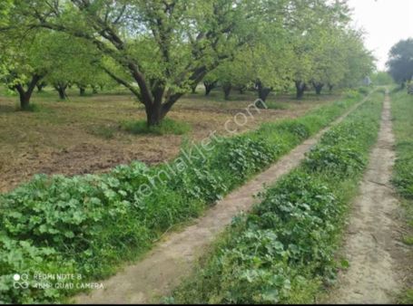 Nurcan Emlak’dan 9.mıntıka'da Satılık 9.221 M² Erik Bahçesi.