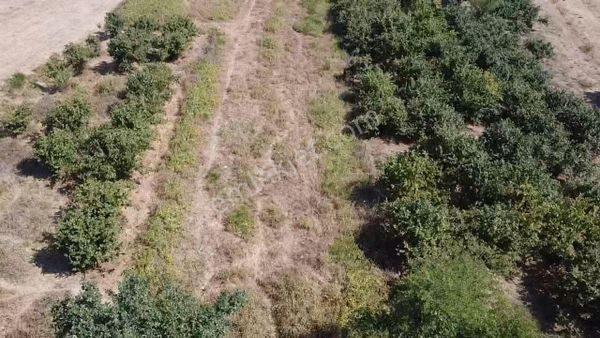 Sakarya / Hendek / Hallaç Mahallesi 4.948 Satılık Tarla