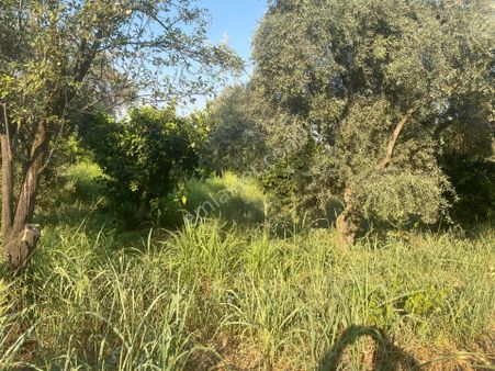 ■ Aydın Atça'da Satılık Hobi Bahçesi