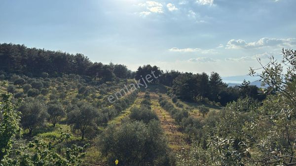 Ada Marka Gayrimenkul'den İzmir Selçuk Acarlar Mahallesinde Satılık Üzüm Bağı Ve Zeytinlik