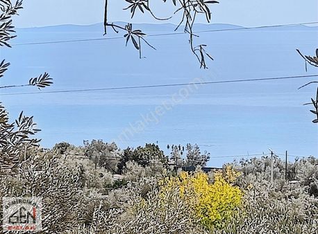 Deniz Manzaralı Kadastral Yol Cepheli Zeytinlik