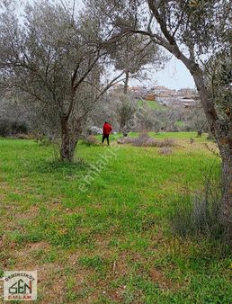 Bayramiç Pıtıreli Köyünde Satılık Fırsat Zeytinlik