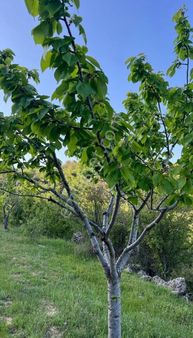 İzmir Kemalpaşa Beşpınar Köyünde Satılık 3,206m²meyve Bahçesi
