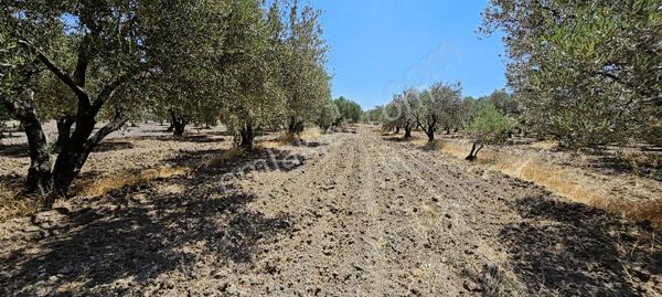 Konumu , Ulaşımı, Fiyatı Güzel Hesaplı 4.150 M² Zeytinlik