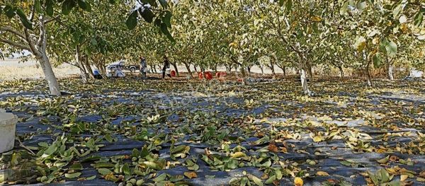 Nitelik'ten Karacabeyde Fırsat Arazi