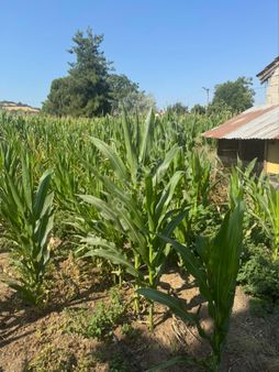 İlçe Merkezinde 13 Dönüm Ev Çiftlik Yapılabilir Mustafakemalpaşa Da