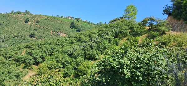 Re/max Mavı Asfalta Cephe Ballıkaya'da 11 Dönüm Fırsat Fındıklık