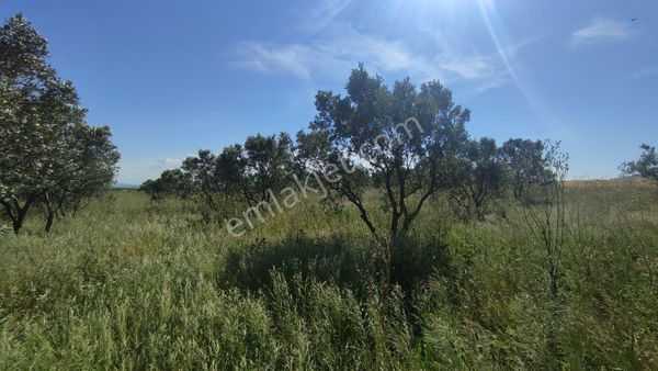 Cb Focus'tan Mudanya / Yalıçiftlik 'te Müstakil Zeytinlik