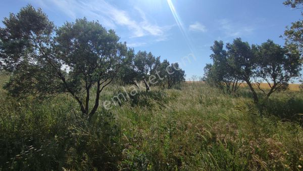 Cb Focus'tan Mudanya / Yalıçiftlik 'te Müstakil Zeytinlik