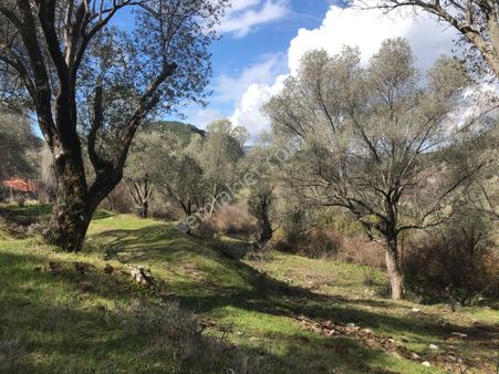 Çengerde Huzurlu Doğa Ortamında Pazarlıklı Satılık Arsa Fırsat