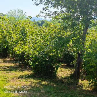 Görgülü Emlaktan Satılık Fındık Bahçesi