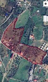 İzmir Menderes Akçaköy'de Zeytinlik