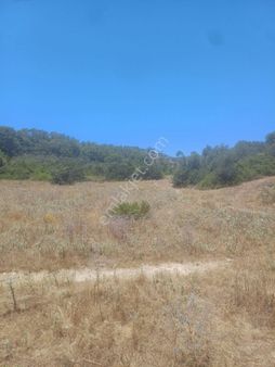 Kazikli Mahallesinde Satılık 14 Dönüm Tarla