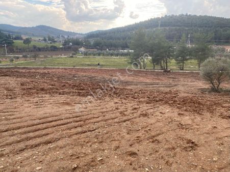 İzmir Torbalı Çamlıca 3000m2 Satılık Arsa
