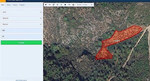 İzmir Bayındır Balcılar'da Geniş Zeytinlik Tek Tapu