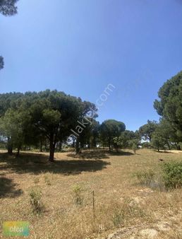 Milas Çamlıyurt Fıstık Çamlı Tarla