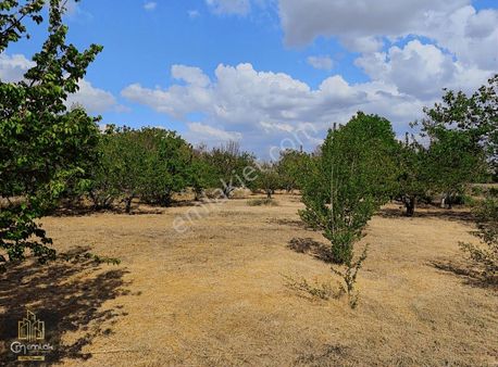 Cm Emlak Ulukışla Beyağıl Köyü Uygun Fiyatlı 1257 M2 Bahçe