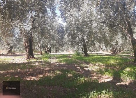 İznik Aydınlarda Göle 400 Metre Satılık Bakımlı Zeytinlik.