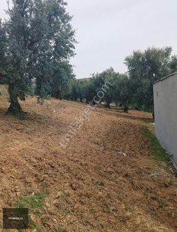 İznik Güven Emlaktan Satılık Göl Manzaralı Zeytin Bahçesi.