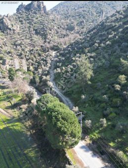 Aydın Söke Kisir Mah. Anayol Kenarı Satılık Zeytinlik