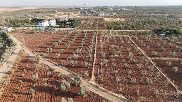 Uyaran 79 Gayrimenkulden Mehmet Abdi Bulut Mh İkibaşı Yol Zeytin