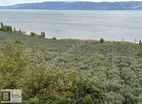 Orhangazi Narlıca'da İznik Gölü Manzaralı Hobi Bahçesi
