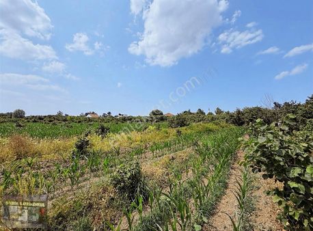 İlerin Gayrimenkul'den Satılık Fındık Tarlası