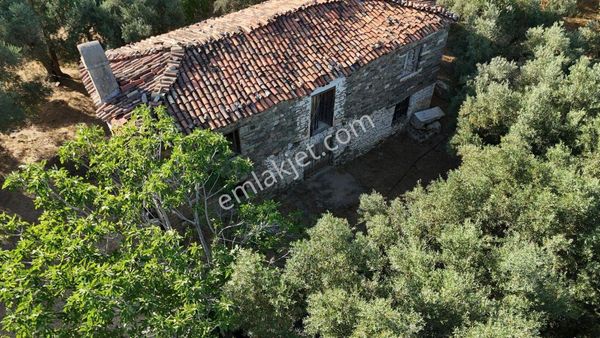 Egelimden Karacasu Çamköyde Elektrik Su Ev Mevcut 23 Dönüm Satılık Süper Zeytinlik