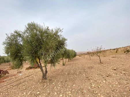 World İlkevim'den Atatürk Ormanına Yakın Verimli Arsa (videolu)