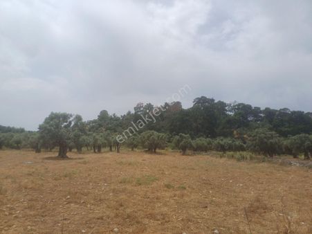 Kazikli Mahallesinde Satılık 3500 M2 Tarla