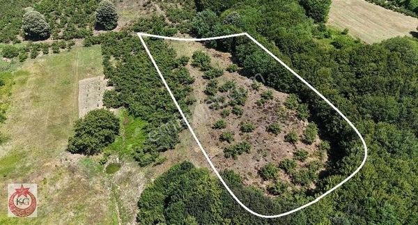 İzmit Mecidiye Mah Satılık Fındık Bahçemiz