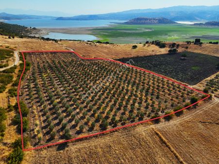 Salihli De Satılık 17286 M2 Sulu Zeytinlik (video)