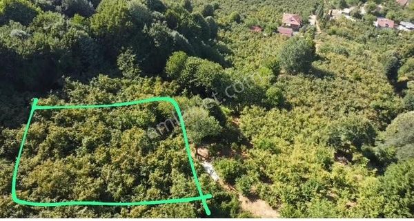 Yerleşim Yerine Yakın 3 Dönüm Fındıklık