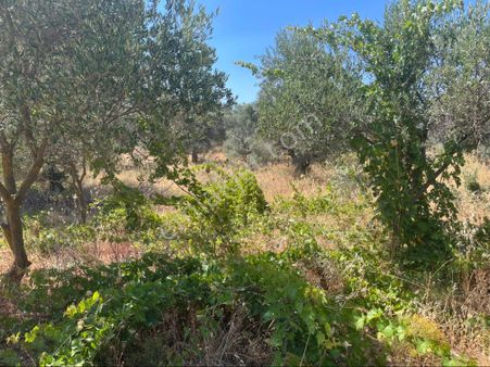 Torbalı Dirmil Mah. 2286 M2 Ata Mirasından Bölünme Zeytinlik