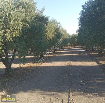 Satilik Zeytinli Tarla
