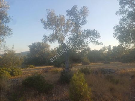 Kazikli Mahallesinde Satılık 3300 M2 Zeytinlik