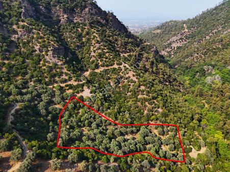 Salihli Şirinyer De Doğanın Kalbinde 4492 M2 Zeytinlik