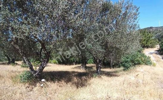 🌿 Bergama Koyuneli’nde Satılık Zeytinlik 🌿