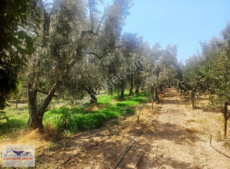 İznik Elbeyli Mahallesinde 60üm2 Zeytin Bahcesi