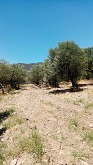 📍 Manisa Kırkağaç Şair Eşref Çamaltı’da Zeytinlik