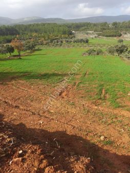 Bencikte Satılık Tarla