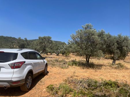 Torbalı Dirmil Mah. 1491 M2 Mirastan Bölünme Zeytinlik