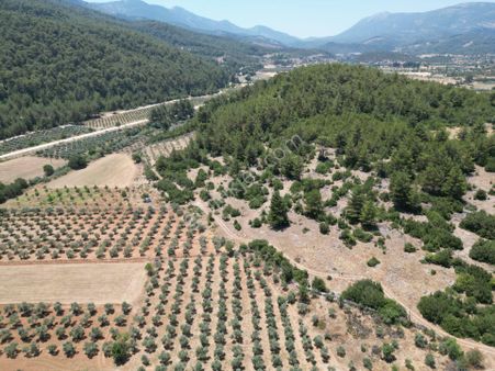 Joker: Menteşe Gevenes Ormancı Türküsü Evine Yakın Yatırıma Uygun Satılık Tarla