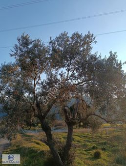 Elit Emlak'tan Satılık Savrandere'de Zeytinlik